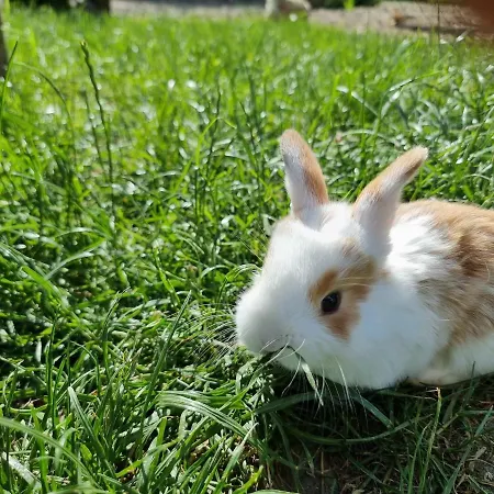 度假居 Siedlisko Szymonka